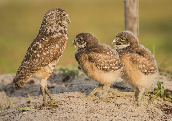 Cape Coral, FL - Burrowing Owls - Part 2- Babies (Owlets) – The ...