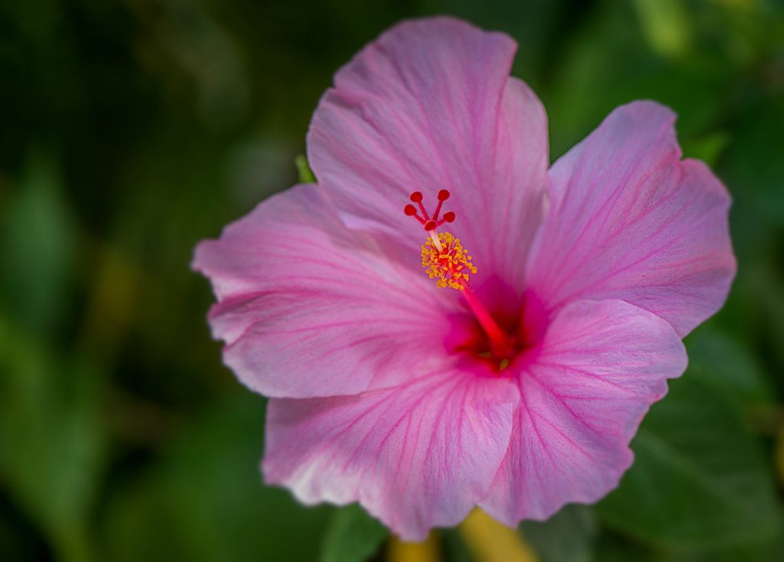 Sunken Gardens - St Petersburg, Florida – The Illuminating Lens